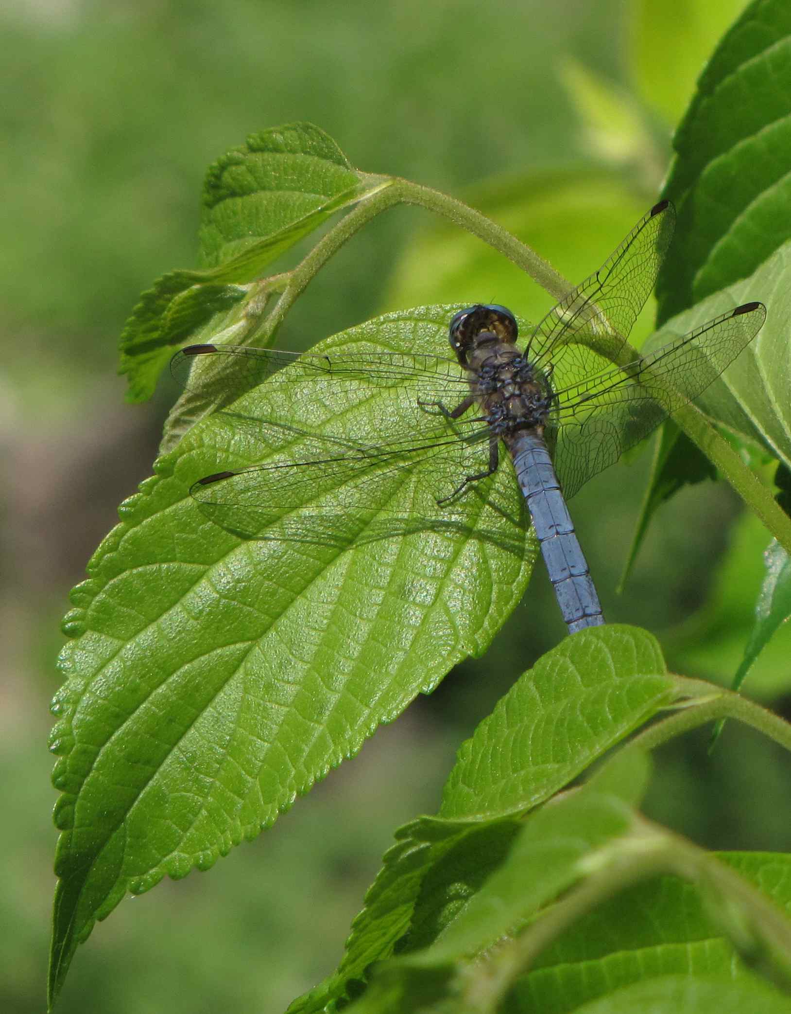 ..cancellatum - Orthetrum coerulescens